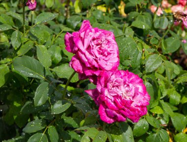 Güzel Çin gülü yağmurdan sonra eski parkta