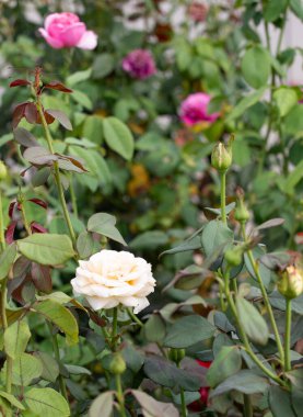 Eski parktaki güzel Çin gülü