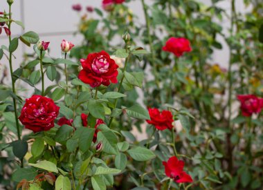 Eski parktaki güzel Çin gülü