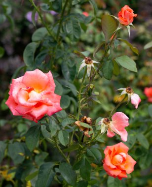 Eski parktaki güzel Çin gülü