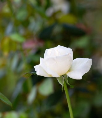 Eski parktaki güzel Çin gülü