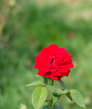 Eski parktaki güzel Çin gülü