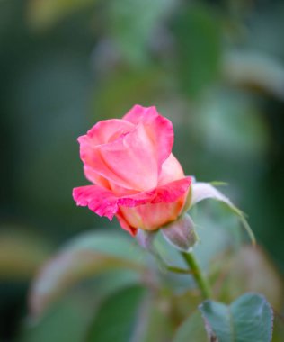 Eski parktaki güzel Çin gülü