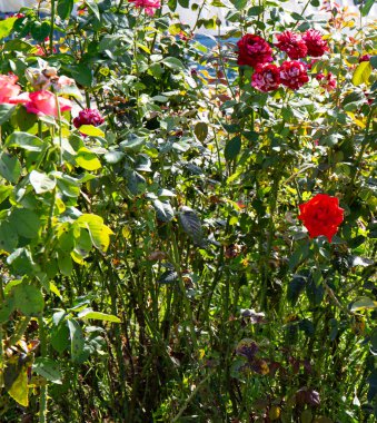Yazın parktaki güzel Çin gülü