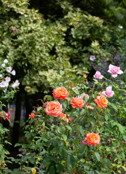 Eski parktaki güzel Çin gülü
