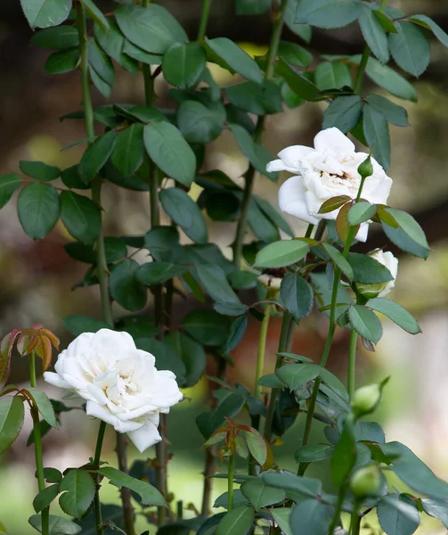 Belle Rose Chinoise Dans Vieux Parc — Photo