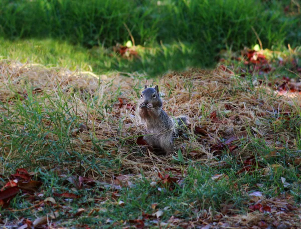 Ein Wunderschönes Eichhörnchen Frisst — Stockfoto