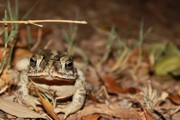 Little Frog Sitted — Stock Photo, Image