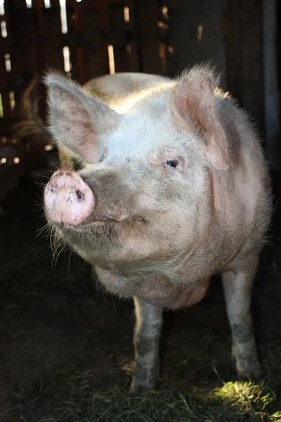 Domuz, tarım, hayvan, kulak, çiftlik, açık, hayat, arıyorum, et, bir, domuz, domuz yavrusu, pigtailed, at kuyruklu, domuz eti, atış, koku, kokulu, ayakta, vahşi