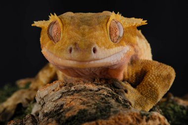 Leopardgeckos, Eublepharis, Gecko gülümsemesi