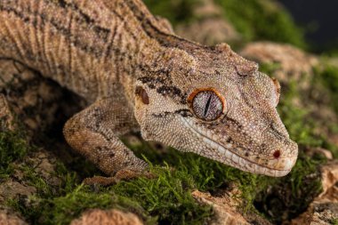 Leopardgeckos, Eublepharis, Gecko gülümsemesi