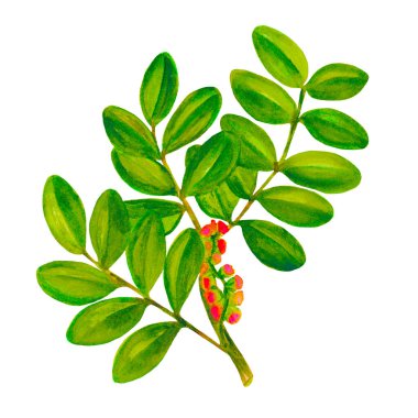 Suluboya çizimi yeşil ağaç dalı, beyaz arka planda izole edilmiş tasarım, baskılar, şablon, dekor, tekstil, kart. El boyası.