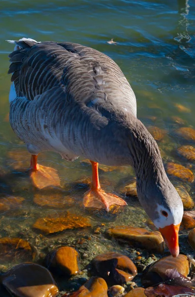 Ördek gölde. Kuş fotoğrafçılığı 