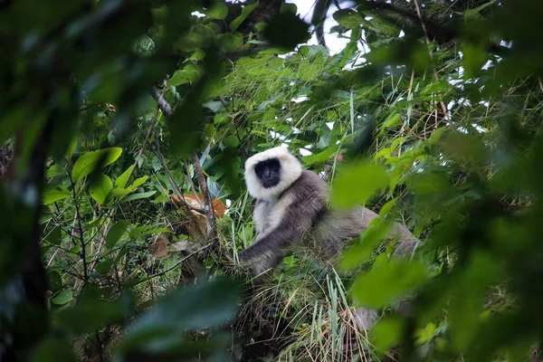 Vild Grå Langur Apa Tittar Kameran Ett Träd — Stockfoto