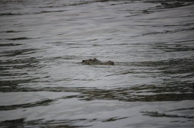 Nehirdeki timsah kafasını sudan çıkartıyor.