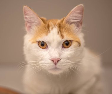 Gato mirando a la persona o camara 'dan güzel gözlerle bakan kedi.