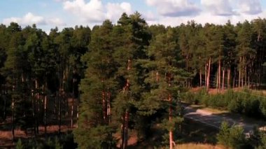 Bir Quadcopter yaz ormanından hava fotoğrafçılığı