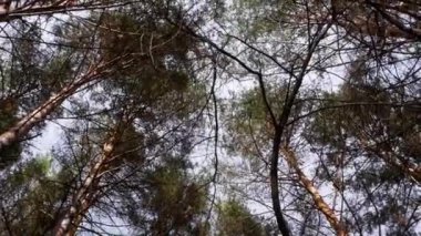 Orman manzarası en tepedeki yeşilliklerden kamerayı çevirin