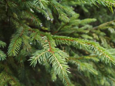 Karpat ladin filizi, yakın plan.