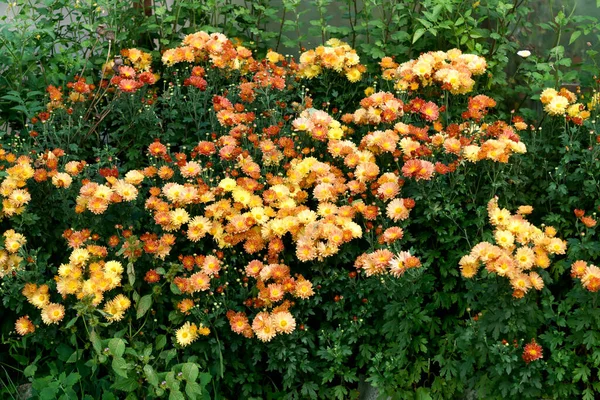 Yellow-orange chrysanthemums in the garden in late autumn