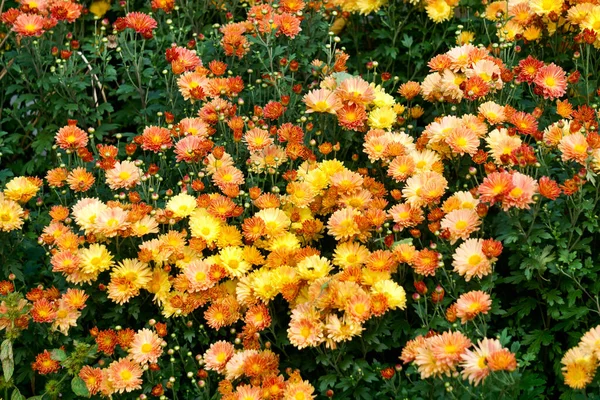 Geel Oranje Chrysanten Tuin Late Herfst — Stockfoto