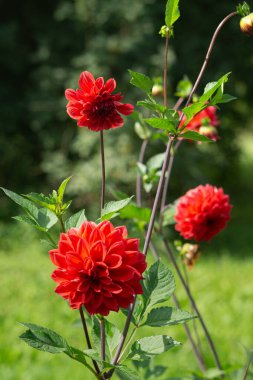 Yeşil yaprakların arka planında kırmızı yıldız çiçekleri