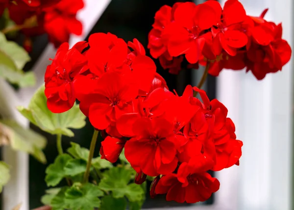 Červené Muškát Květiny Kvetoucí Květináči Zahradě — Stock fotografie
