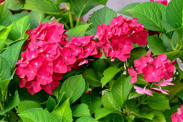 Schöne Rosa Hortensie Mit Blütenständen Und Grünen Blättern — Stockfoto