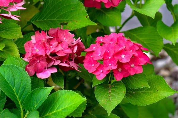 Twee Toppen Hortensia Met Roze Bloemen Groene Bladeren — Stockfoto