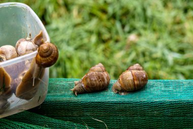 Bir gün üzüm salyangozu çiftliğinde bir dizi fotoğraf.