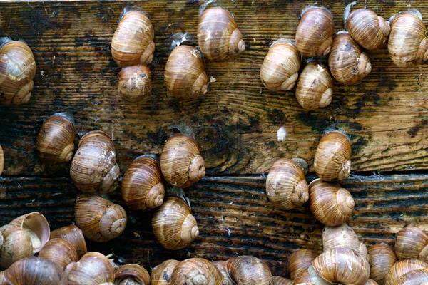 Series Photographs One Day Grape Snail Farm — Stock Photo, Image