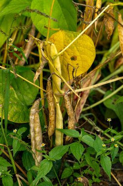 Yazın bahçede olgun fasulye kabukları