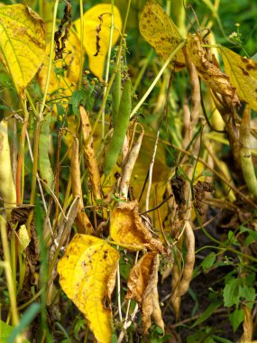 Yazın bahçede olgun fasulye kabukları