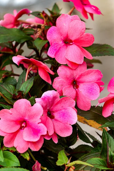 Die Rosa Balsamblüten Blühen Zwischen Den Grünen Blättern — Stockfoto