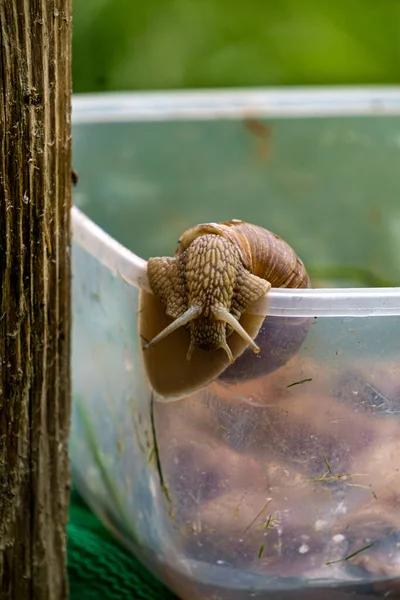 Grape Snails Picked Plastic Box — Stock Photo, Image