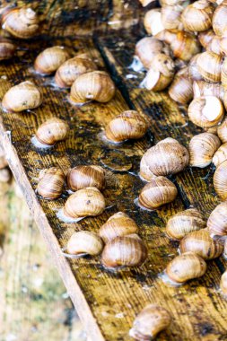 Bir gün üzüm salyangozu çiftliğinde bir dizi fotoğraf.