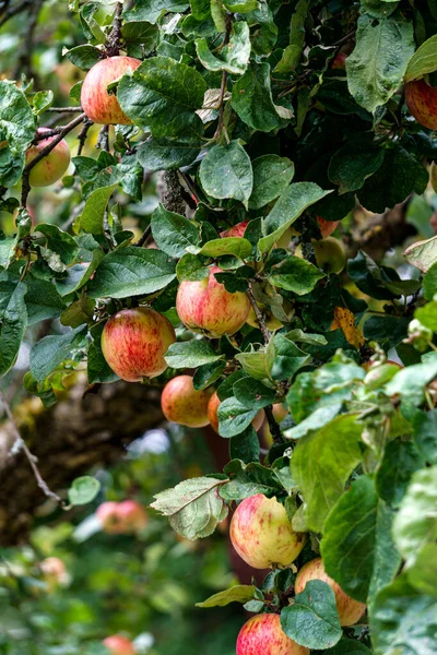 Стиглі Соковиті Яблука Гілках Яблуні Саду — стокове фото
