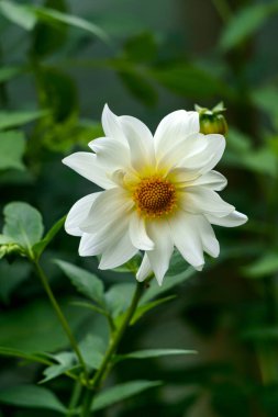 Beyaz yıldız tomurcuğu bir yaz bahçesinde sapında.