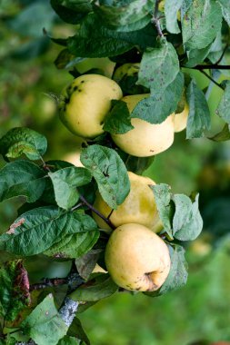 Bahçedeki dallarda taze sarı elmalar