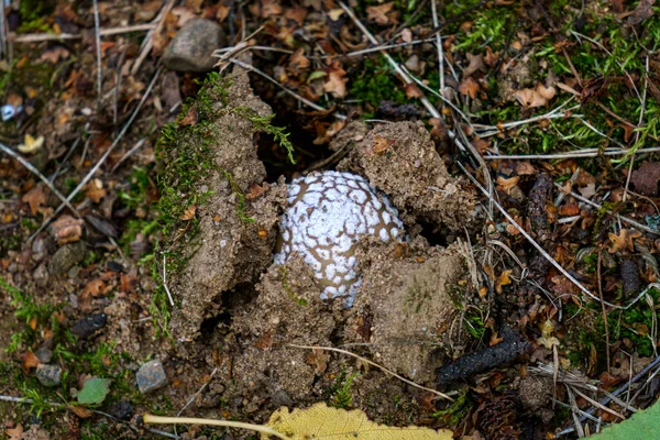 Bir gübre böceği mantar kapağı ormanda zemini delip geçer.. — Stok fotoğraf