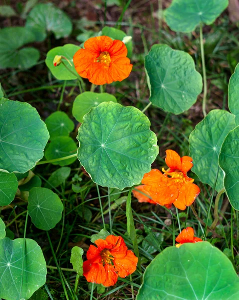 Bright Orange Flowers Nasturtium Bloom Flower Bed Garden — Stock Photo, Image