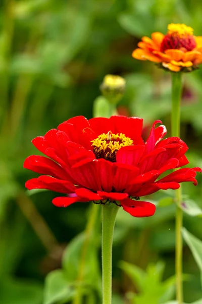 Flores Zinnia Magallanes Rojos Floreciendo Jardín — Foto de Stock