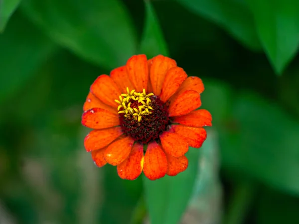 花园花坛上的橙子花 — 图库照片