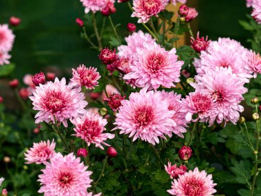 Sonbaharda bahçede yumuşak pembe kasımpatı çiçekleri olan çalılar.