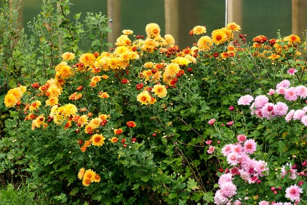 Bushes of colorful chrysanthemums in the garden in autumn