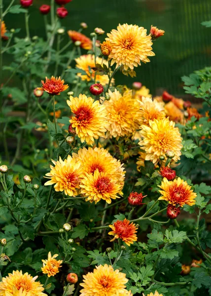 Arbustes Aux Fleurs Jaune Orange Chrysanthèmes Dans Jardin Automne — Photo