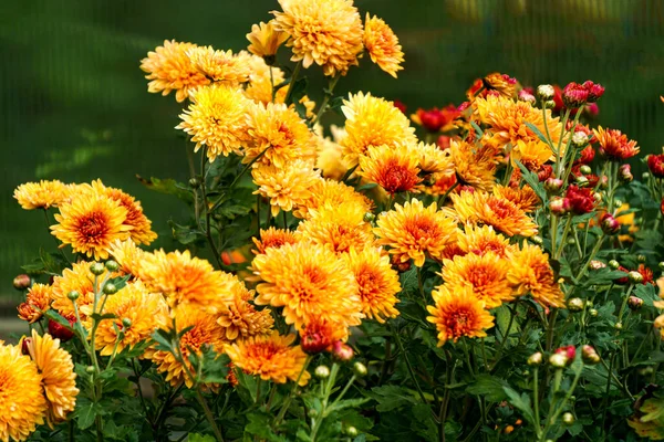 Arbustos Con Flores Amarillo Anaranjadas Crisantemos Jardín Otoño — Foto de Stock