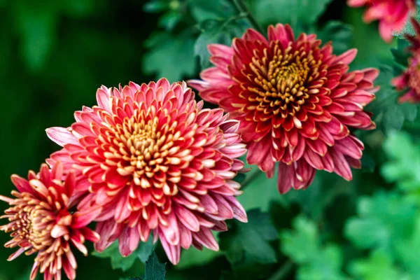 Arbustos Com Flores Bordô Crisântemos Jardim Outono — Fotografia de Stock