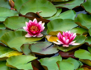 Güzel pembe su nilüferleri gölette