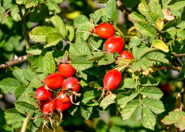 Sonbaharda olgun kırmızı gül kalça dalları